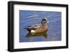 Male, American Wigeon, Swimming, Commonwealth Lake Park, Oregon, Usa-Michel Hersen-Framed Photographic Print