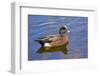 Male, American Wigeon, Swimming, Commonwealth Lake Park, Oregon, Usa-Michel Hersen-Framed Photographic Print