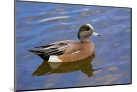 Male, American Wigeon, Swimming, Commonwealth Lake Park, Oregon, Usa-Michel Hersen-Mounted Photographic Print