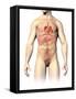 Male Anatomy of Internal Organs-null-Framed Stretched Canvas