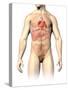 Male Anatomy of Internal Organs-null-Stretched Canvas