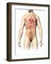 Male Anatomy of Internal Organs-null-Framed Art Print