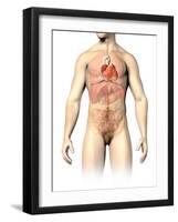 Male Anatomy of Internal Organs-null-Framed Art Print