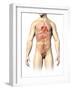 Male Anatomy of Internal Organs-null-Framed Art Print