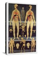 Male And Female Anatomy-Mehau Kulyk-Stretched Canvas