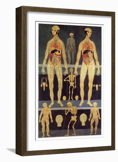 Male And Female Anatomy-Mehau Kulyk-Framed Photographic Print