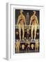 Male And Female Anatomy-Mehau Kulyk-Framed Photographic Print