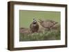 Male and female Bobwhite, Rio Grande Valley, Texas-Adam Jones-Framed Photographic Print