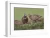 Male and female Bobwhite, Rio Grande Valley, Texas-Adam Jones-Framed Photographic Print