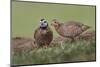 Male and female Bobwhite, Rio Grande Valley, Texas-Adam Jones-Mounted Photographic Print