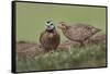 Male and female Bobwhite, Rio Grande Valley, Texas-Adam Jones-Framed Stretched Canvas