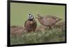 Male and female Bobwhite, Rio Grande Valley, Texas-Adam Jones-Framed Photographic Print