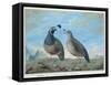 Male and Female Californian Partridge, from Voyage de La Perouse-J.r Prevost-Framed Stretched Canvas