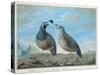 Male and Female Californian Partridge, from Voyage de La Perouse-J.r Prevost-Stretched Canvas