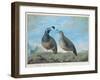 Male and Female Californian Partridge, from Voyage de La Perouse-J.r Prevost-Framed Giclee Print