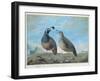 Male and Female Californian Partridge, from Voyage de La Perouse-J.r Prevost-Framed Giclee Print