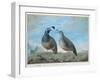 Male and Female Californian Partridge, from Voyage de La Perouse-J.r Prevost-Framed Giclee Print