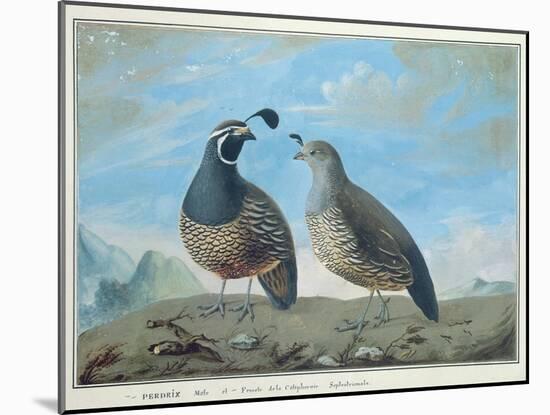 Male and Female Californian Partridge, from Voyage de La Perouse-J.r Prevost-Mounted Giclee Print