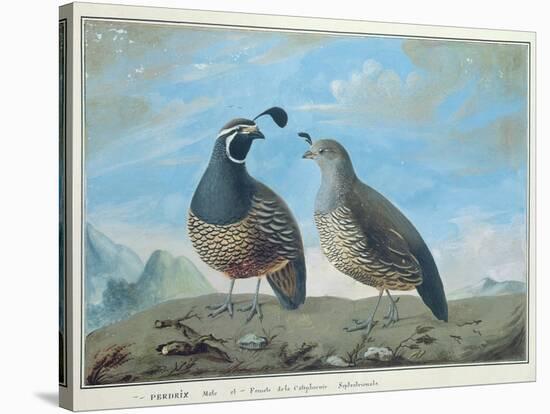 Male and Female Californian Partridge, from Voyage de La Perouse-J.r Prevost-Stretched Canvas