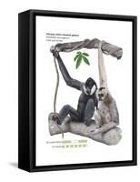 Male and Female Chinese White-Cheeked Gibbon (Hylobates Leucogenys), Ape, Mammals-Encyclopaedia Britannica-Framed Stretched Canvas