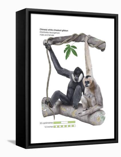 Male and Female Chinese White-Cheeked Gibbon (Hylobates Leucogenys), Ape, Mammals-Encyclopaedia Britannica-Framed Stretched Canvas