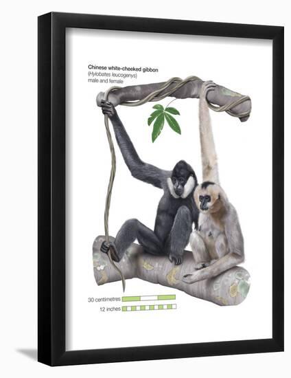 Male and Female Chinese White-Cheeked Gibbon (Hylobates Leucogenys), Ape, Mammals-Encyclopaedia Britannica-Framed Poster