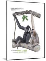 Male and Female Chinese White-Cheeked Gibbon (Hylobates Leucogenys), Ape, Mammals-Encyclopaedia Britannica-Mounted Poster