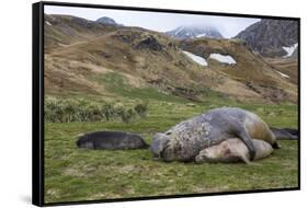 Male and female Elephant seals. Grytviken. South Georgia Islands.-Tom Norring-Framed Stretched Canvas