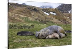 Male and female Elephant seals. Grytviken. South Georgia Islands.-Tom Norring-Stretched Canvas