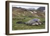 Male and female Elephant seals. Grytviken. South Georgia Islands.-Tom Norring-Framed Photographic Print