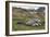 Male and female Elephant seals. Grytviken. South Georgia Islands.-Tom Norring-Framed Photographic Print