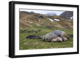 Male and female Elephant seals. Grytviken. South Georgia Islands.-Tom Norring-Framed Photographic Print