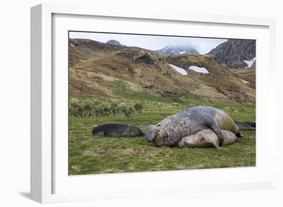 Male and female Elephant seals. Grytviken. South Georgia Islands.-Tom Norring-Framed Photographic Print