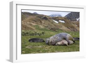 Male and female Elephant seals. Grytviken. South Georgia Islands.-Tom Norring-Framed Photographic Print