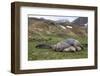 Male and female Elephant seals. Grytviken. South Georgia Islands.-Tom Norring-Framed Photographic Print