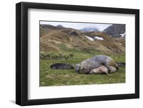 Male and female Elephant seals. Grytviken. South Georgia Islands.-Tom Norring-Framed Photographic Print