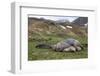 Male and female Elephant seals. Grytviken. South Georgia Islands.-Tom Norring-Framed Photographic Print