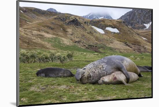 Male and female Elephant seals. Grytviken. South Georgia Islands.-Tom Norring-Mounted Photographic Print