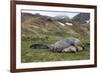 Male and female Elephant seals. Grytviken. South Georgia Islands.-Tom Norring-Framed Photographic Print