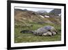 Male and female Elephant seals. Grytviken. South Georgia Islands.-Tom Norring-Framed Photographic Print