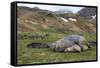 Male and female Elephant seals. Grytviken. South Georgia Islands.-Tom Norring-Framed Stretched Canvas