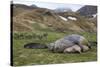 Male and female Elephant seals. Grytviken. South Georgia Islands.-Tom Norring-Stretched Canvas