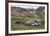 Male and female Elephant seals. Grytviken. South Georgia Islands.-Tom Norring-Framed Photographic Print