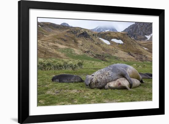 Male and female Elephant seals. Grytviken. South Georgia Islands.-Tom Norring-Framed Photographic Print