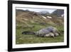 Male and female Elephant seals. Grytviken. South Georgia Islands.-Tom Norring-Framed Photographic Print