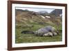 Male and female Elephant seals. Grytviken. South Georgia Islands.-Tom Norring-Framed Photographic Print