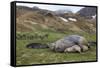 Male and female Elephant seals. Grytviken. South Georgia Islands.-Tom Norring-Framed Stretched Canvas