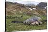 Male and female Elephant seals. Grytviken. South Georgia Islands.-Tom Norring-Stretched Canvas