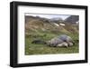 Male and female Elephant seals. Grytviken. South Georgia Islands.-Tom Norring-Framed Premium Photographic Print