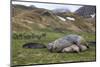 Male and female Elephant seals. Grytviken. South Georgia Islands.-Tom Norring-Mounted Premium Photographic Print